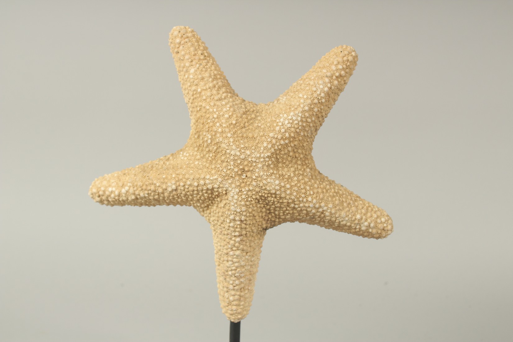 A STAR FISH SPECIMEN on a stand. - Image 2 of 3