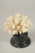 A CORAL SPECIMEN, 3ins high, on a stand.