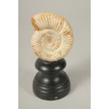 AN AMMONITE SPECIMEN, 3ins high, on a stand.