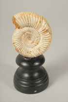 AN AMMONITE SPECIMEN, 3ins high, on a stand.