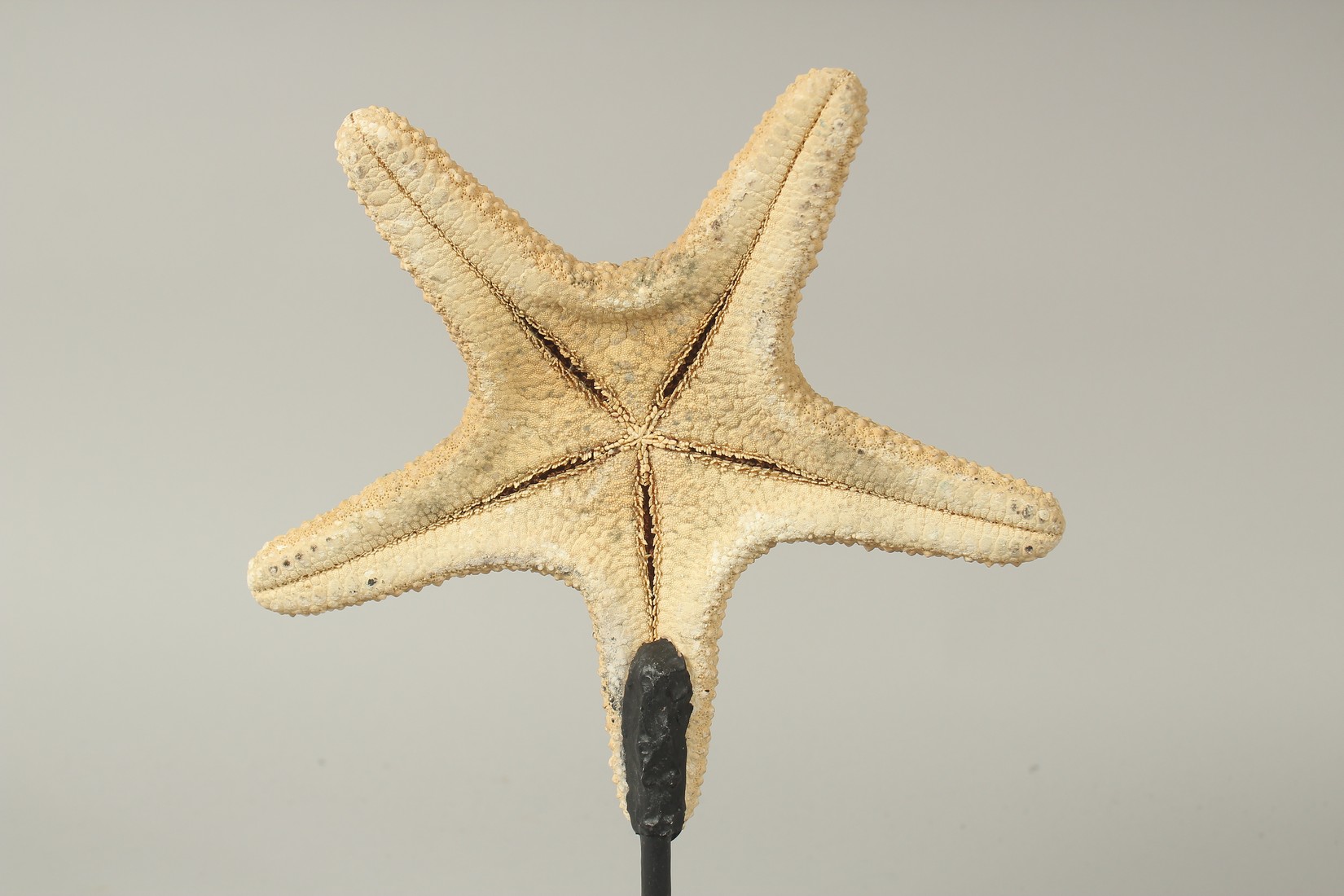 A STAR FISH SPECIMEN on a stand. - Image 3 of 3