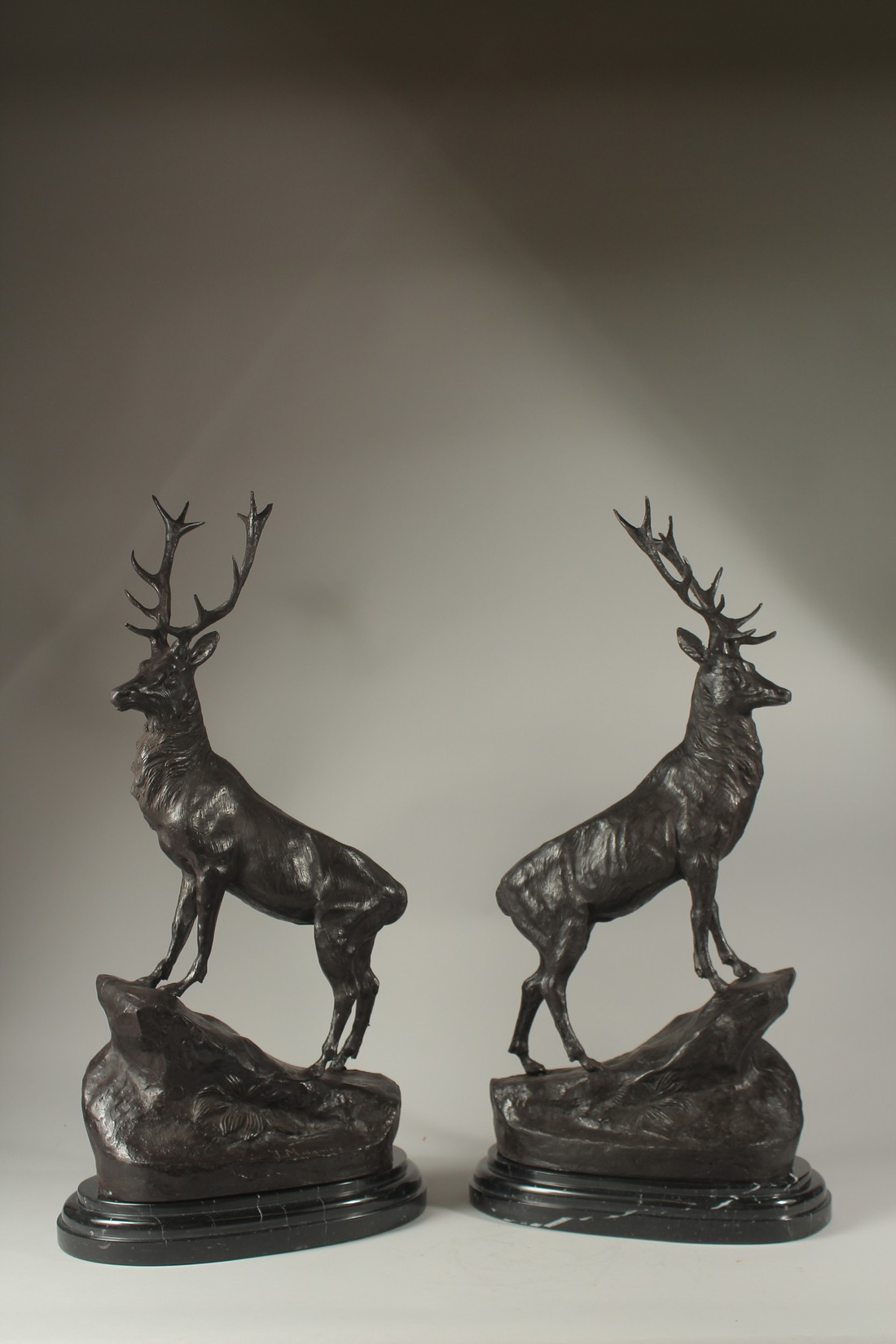 AFTER JULES MOIGNIEZ (1835-1894) FRENCH. A GOOD BRONZE PAIR OF STAGS on marble bases. 62cms high.