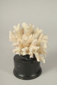 A CORAL SPECIMEN, 4ins high, on a stand.