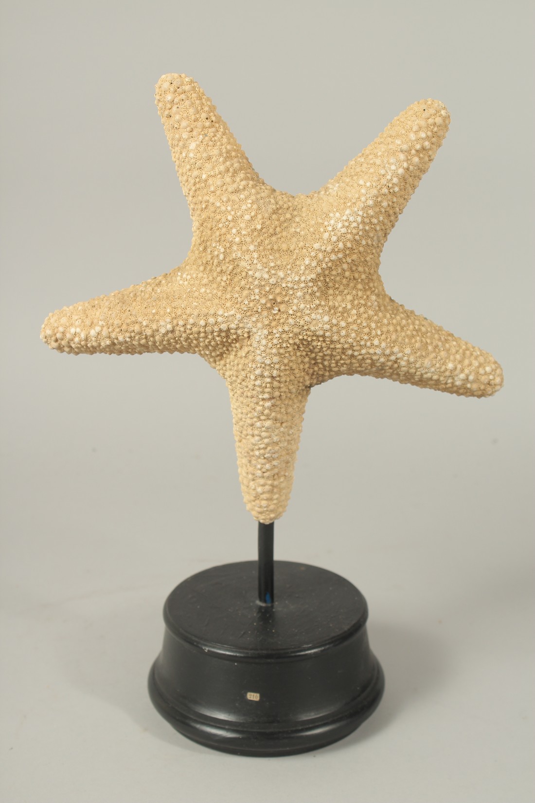 A STAR FISH SPECIMEN on a stand.