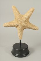 A STAR FISH SPECIMEN on a stand.