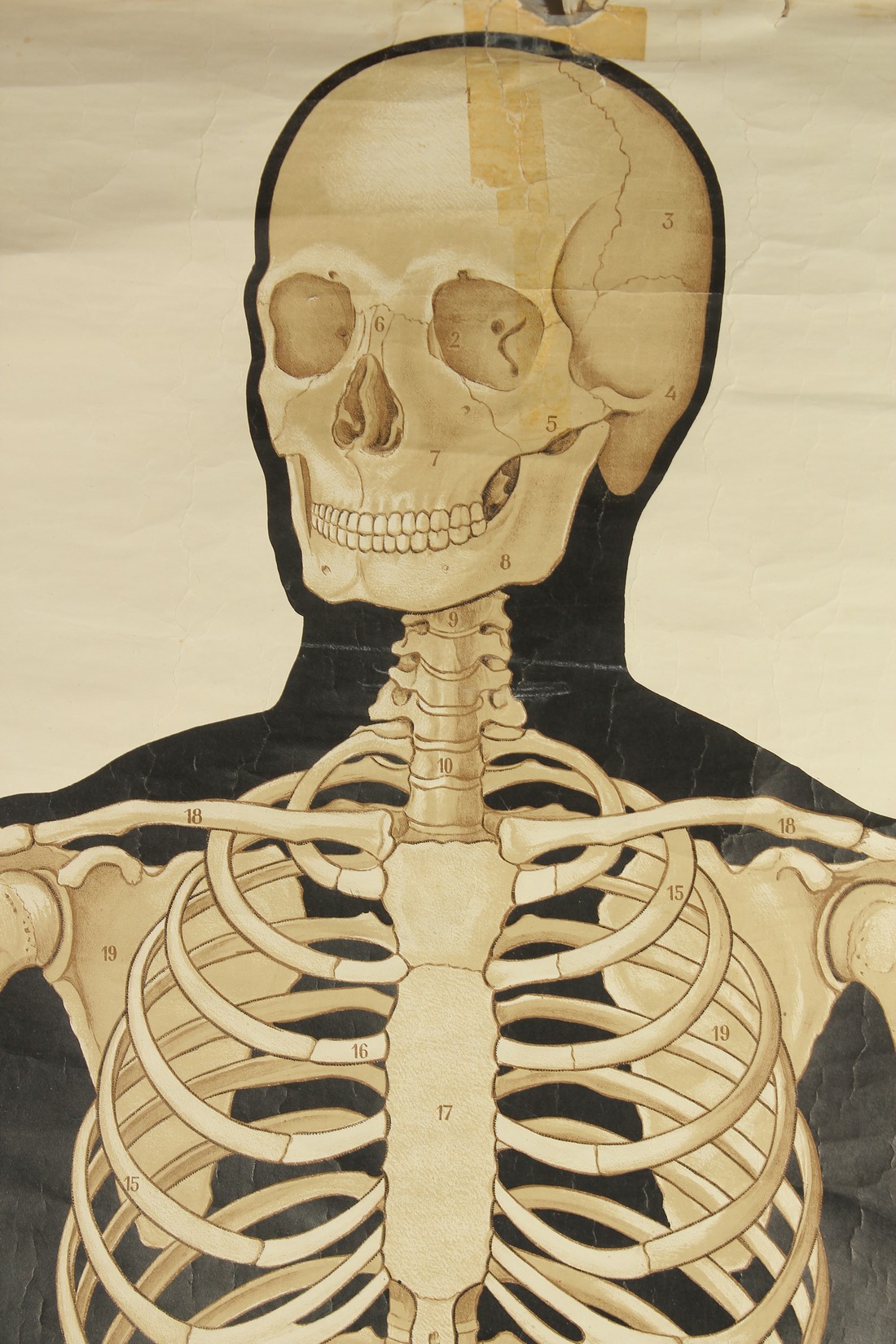 A ROLLED FRENCH HUMAN SKELETON POSTER. 36ins wide x 50ins high. - Image 2 of 4