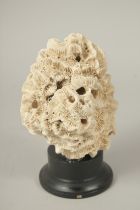 A CORAL SPECIMEN, 5ins high, on a stand.