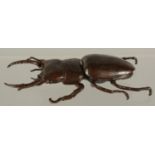 A BRONZE OKIMONO OF A STAG BEETLE, with hinged wing section, 11.5cm long.
