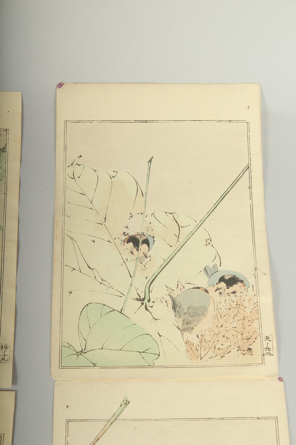 SEITEI WATANABE (1851-1918): FROM THE PICTURE ALBUM OF BIRDS AND FLOWERS, 1903; three original - Image 7 of 7