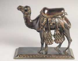 A VERY FINE 19TH CENTURY INDIAN BRONZE CAMEL, mounted to a rectangular stand. Stand 23cm x 9.5cm.