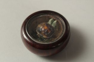 A SMALL ANTIQUE HARDWOOD ENCASED TORTOISESHELL TREMBLER TOY / ORNAMENT, the interior with