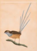 19th Century English School, a study of a Silver Stripe Hawk Moth, watercolour, 7