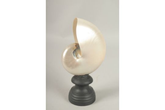 A NAUTILUS SHELL SPECIMEN 15cms, on a turned wood stand. - Image 3 of 3