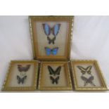4 framed Butterfly taxidermy sets names written to rear - largest  38.5cm x 30.5cm