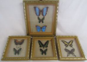 4 framed Butterfly taxidermy sets names written to rear - largest  38.5cm x 30.5cm