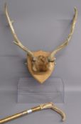 Mounted Revesby Estate deer horns (horns approx.44cm) and horn handled walking stick made with
