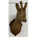 Mounted taxidermy head of a roe deer