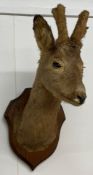 Mounted taxidermy head of a roe deer