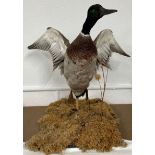 Taxidermy mallard duck taking off