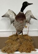 Taxidermy mallard duck taking off