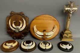 Mounted wild boar / wart hog tusks & a crucifix