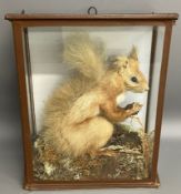 Early 20th century taxidermy red squirrel in a case