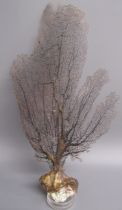 Coral fan piece approx. 19cm tall