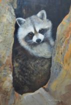 Framed watercolour / gouache depicting a Raccoon by Pollyanna Pickering (1942 - 2018) 54cm x