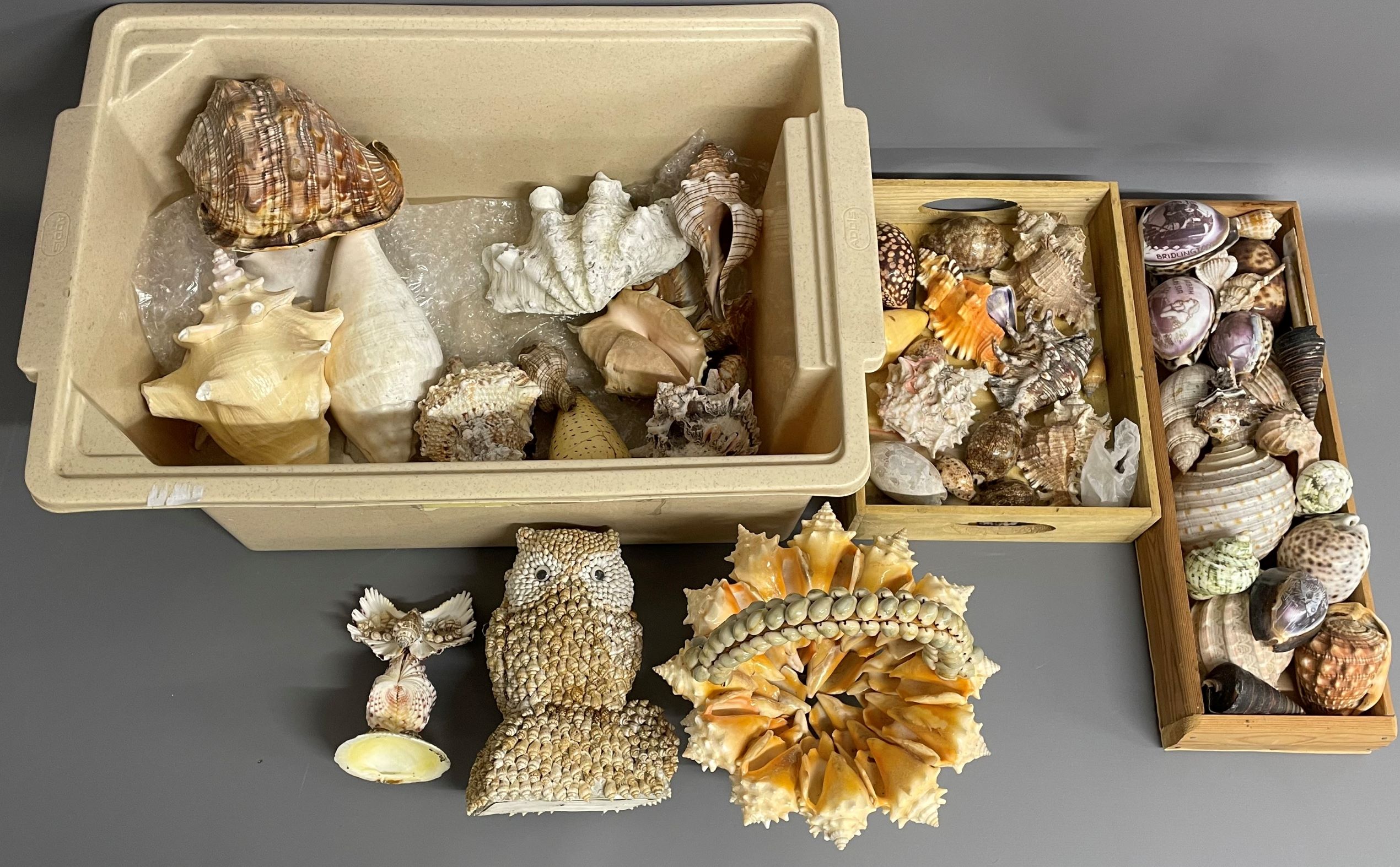 Loose seashells, shell ornaments & carved seashells