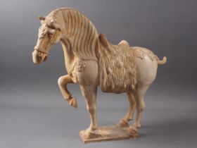 A glazed model of a Tang horse, 15" high (one ear missing)