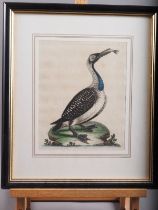 A set of six mid 18th century hand-coloured etchings, after G Edwards, ornithological studies, in