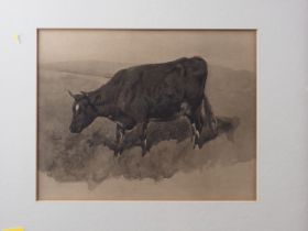 Lucy Kemp Welch: print, "Study of a black cow", 7" x 9", in strip frame