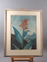 Dr Thornton: a coloured engraving, "Indian Reed", 18" x 13 1/2", in strip frame
