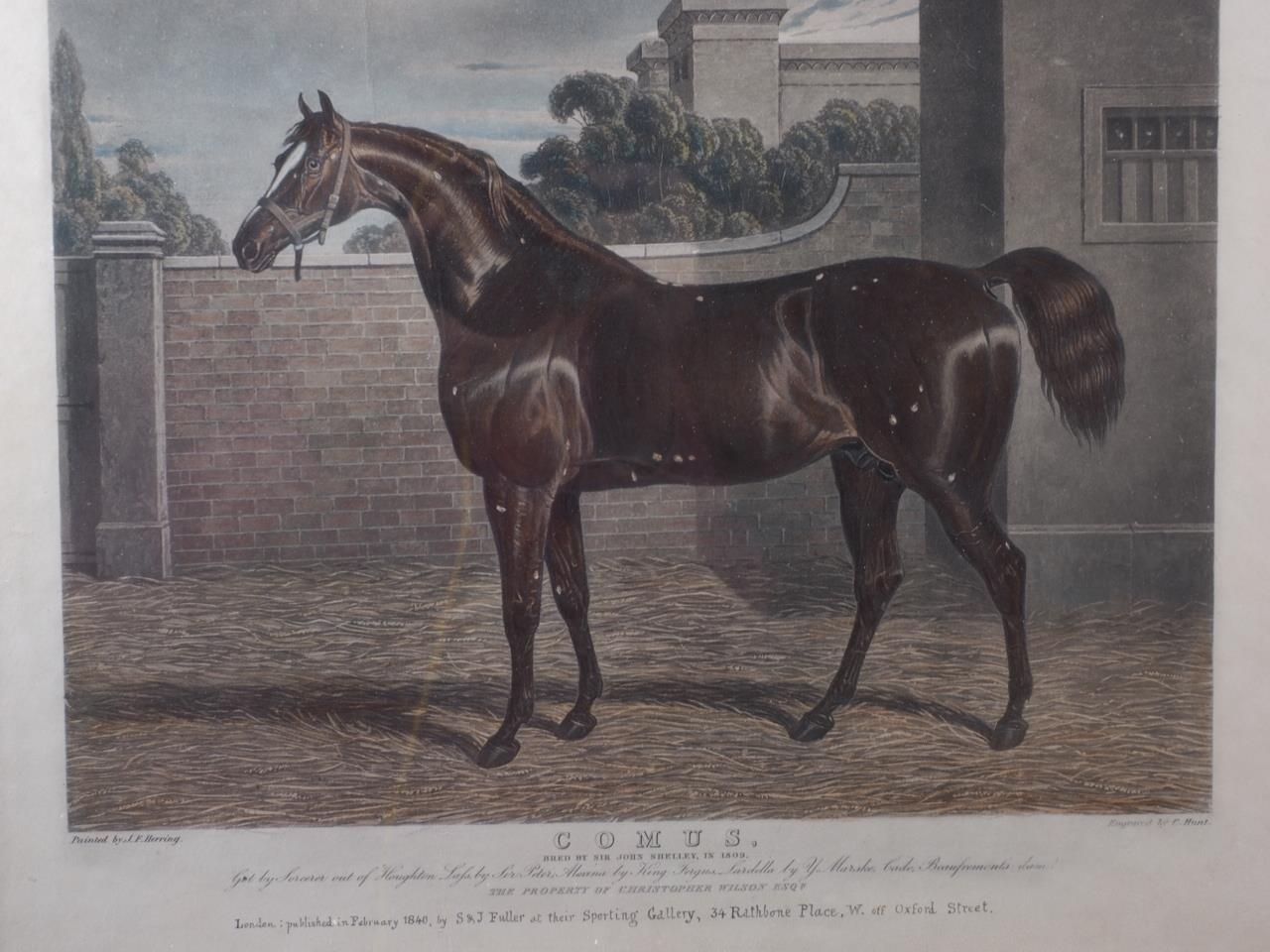 After J F Herring: coloured aquatint, study of a racehorse, "Comus", in Hogarth frame - Image 2 of 2