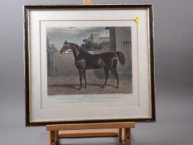 After J F Herring: coloured aquatint, study of a racehorse, "Comus", in Hogarth frame