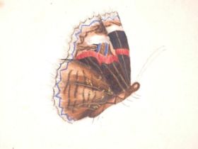 A 19th century watercolour of a butterfly, Thomas Creswick, blind stamp upper left, 6 1/2" x 6",