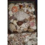 A quantity of tropical and other sea shells, including cowries, etc