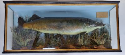 Taxidermy: an impressive 19th century cased Pike bearing label to rear of case for Williams & Sons