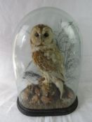 A Victorian taxidermy specimen of a preserved barn owl (Tyto alba) mounted in a naturalistic