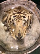 A TIGERS HEAD PRESERVED ON A WOODEN BOARD TO BE WALL MOUNTED