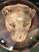 A LIONESSES HEAD PRESERVED ON A WOODEN BOARD TO BE WALL MOUNTED