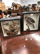 A CASED TAXIDERMY JAY TOGETHER WITH ANOTHER CASE OF FIVE SONG BIRDS