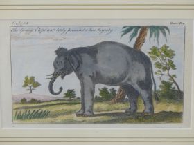 AN 18th CENTURY HAND COLOURED ENGRAVING FROM THE GENTLEMAN'S MAGAZINE, "THE YOUNG ELEPHANT LATELY