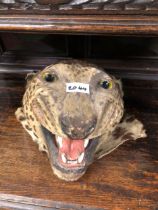 A TAXIDERMY LEOPARDS HEAD MOUNTED ON BOARD FOR WALL MOUNTING
