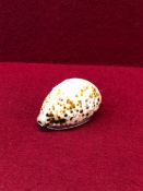 A GEORGE III SILVER MOUNTED COWRIE SHELL SNUFF BOX, ATTRIBUTED TO ROBERTSON AND WALTON, NEWCASTLE,