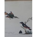 SCHOOL OF JOHN LATHAM, (1740-1837), A PAIR OF ORNITHOLOGICAL STUDIES; ONE DEPICTING A RED WINGED