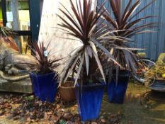 THREE MATCHING BLUE GLAZED PLANTERS EACH CONTAINING CORDYLINE PALM.