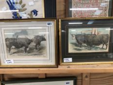 TWO ANTIQUE HAND COLOURED PRINTS OF PRIZE CATTLE TOGETHER WITH A NEEDLEWORK SAMPLER (3)