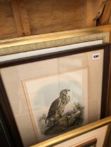 THREE ORNITHOLOGICAL PRINTS.