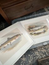 A COLLECTION OF COLOUR PRINTS OF GAME FISH